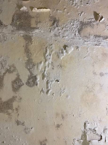 Best Local Mold Removal Service  in Lake Murray Of Richland, SC