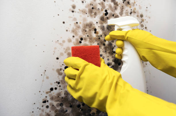 Mold Removal Process in Lake Murray Of Richland, SC