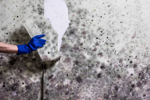 Best Certified Mold Removal  in Lake Murray Of Richland, SC
